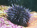 Purple sea urchin