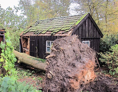 Storm damage to garden shed due to uprooted oak tree.