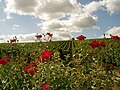 Rosiers dans le vignoble de Sancerre