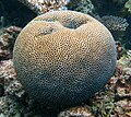 Spherical coral on Flynn Reef