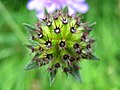 Flower, Mürren-Gimmelwald, CH