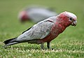 Galah