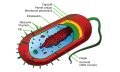 ro (румунська)