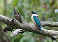 Sacred Kingfisher