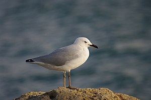 Silver Gull(Larus novaehollandiae)