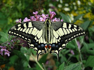 Papilio Machaon