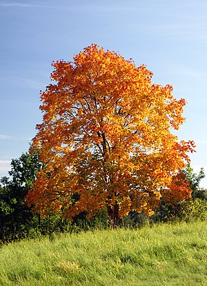 Acer platanoides in autumn colors