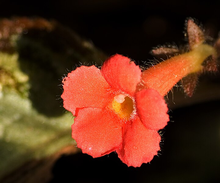 File:Episcia cupreata 08Nov29.jpg