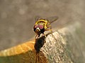 A hoverfly in Innsbruck, Austria