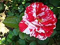 Rose in the Rosengarten, Bern, CH