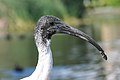 Australian White Ibis