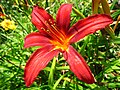 Daylily (Hemerocallis) in the Rosengarten, Bern, CH