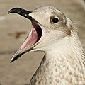 Venice seagull (id?)