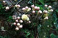 cauliflory on a Daintree Syzigium