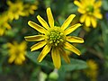 Asteraceae at the Obere Schleuse in Thun, CH