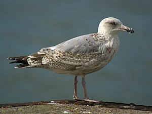 Larus argentatus (tweede winter subadult)