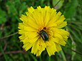 Coleoptera on Sonchus, Mürren-Gimmelwald, CH