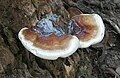 Fungi in Cairns