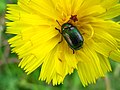 Coleoptera on Sonchus, Mürren-Gimmelwald, CH