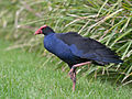 another in the Wollongong botanic gardens