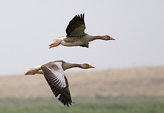   Anser anser (Graylag geese) in flight