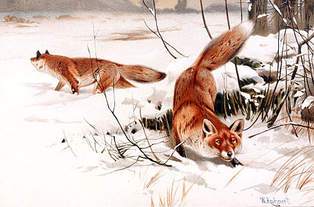 Common foxes in the snow