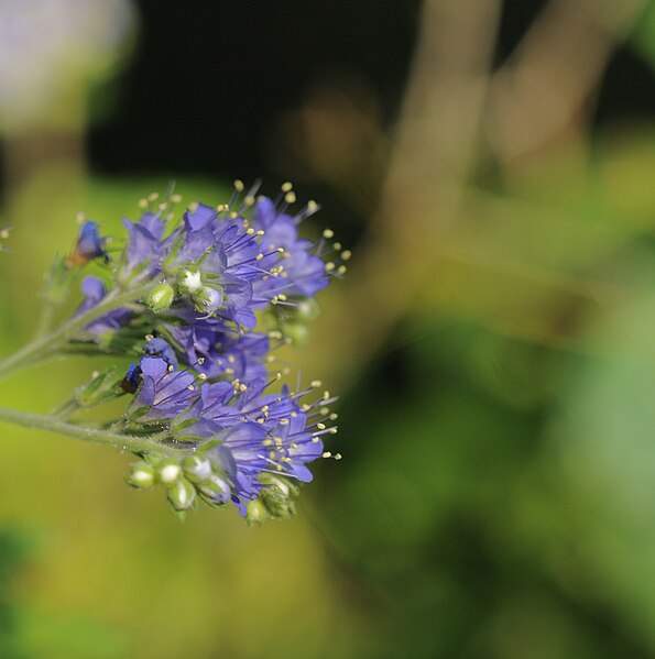 File:Phacelia congesta - 52890942580.jpg