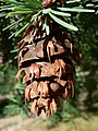 Pseudotsuga menziesii