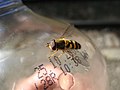 A hoverfly in Innsbruck, Austria