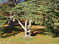 Cedar of Lebanon at Blenheim Palace (Tree with memories for Snape)