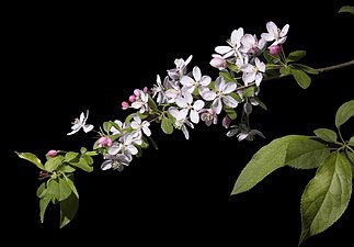 Malus floribunda (Japanese crabapple)