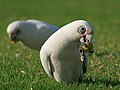 the happiest corella of all