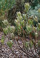 Protea compacta leaves