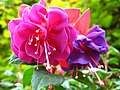 Roses in the Mirabellgarten, Salzburg, Austria