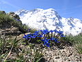 Gentiana brachyphylla