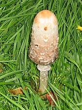 Coprinus comatus (10th October)