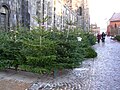 Christmas trees sold outside Lunds domkyrka.