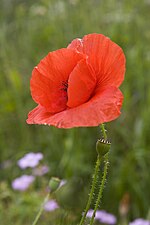 Papaver rhoeas (Field poppy)