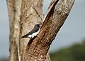 White-breasted Woodswallow