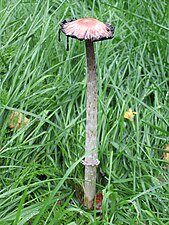 Coprinus comatus (same, 11th October)