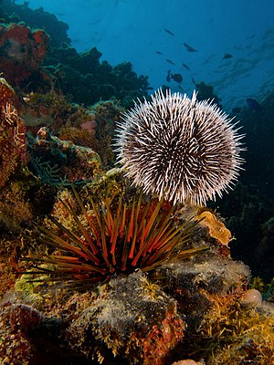 Tripneustes ventricosus (West Indian Sea Egg-top) and Echinometra viridis (Reef Urchin - bottom)