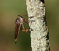 Common brown robberfly?