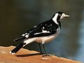 Magpie lark - female