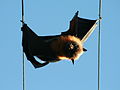 Unfortunate flying fox