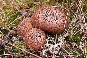 Lycoperdon umbrinum