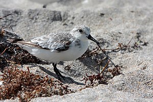 Calidris alba portrait