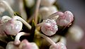 Bog-rosemary (Andromeda polifolia)