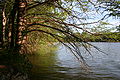 Lady Bird Lake, Austin, Texas