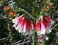 Fuchsia Heath