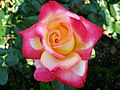 Hybrid Tea Rose in the Rosengarten, Bern, CH